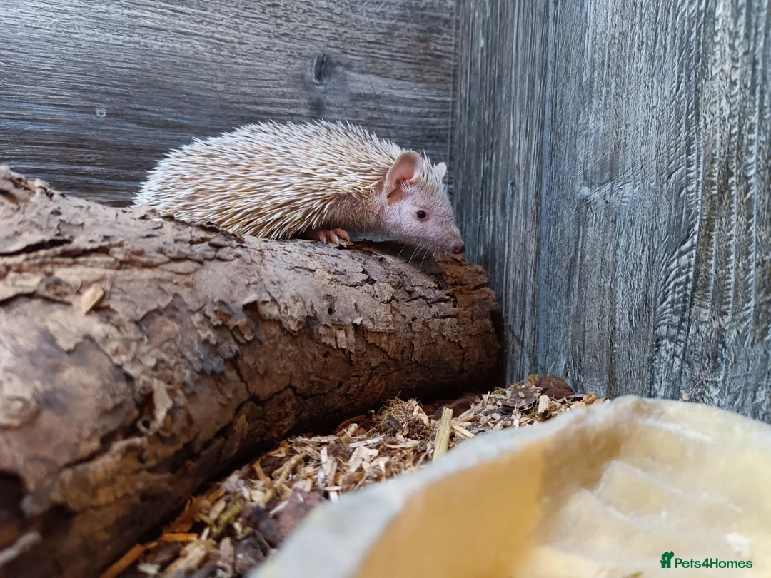 Pygmy Hedgehog rodents for sale: Two female TENRECS  - Advert 1