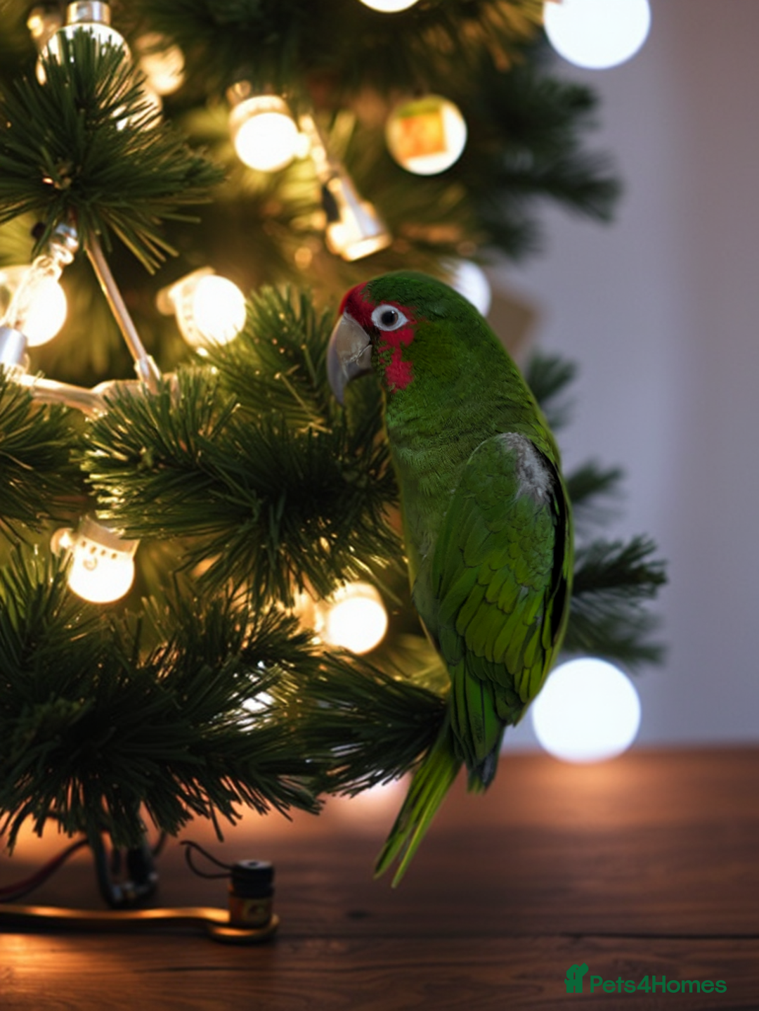 Conures birds for sale: Mitred conure mitred parakeet silly tamed  - Advert 10