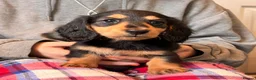 Miniature Dachshund dogs for sale: Long Haired - READY NOW. - Advert 13