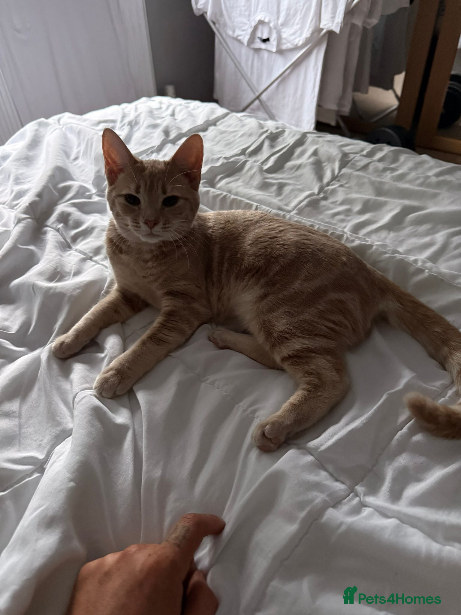 Mixed Breed cats Beautiful Ginger Girl Cat - Advert 11