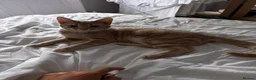 Mixed Breed cats for sale: Beautiful Ginger Girl Cat - Advert 1