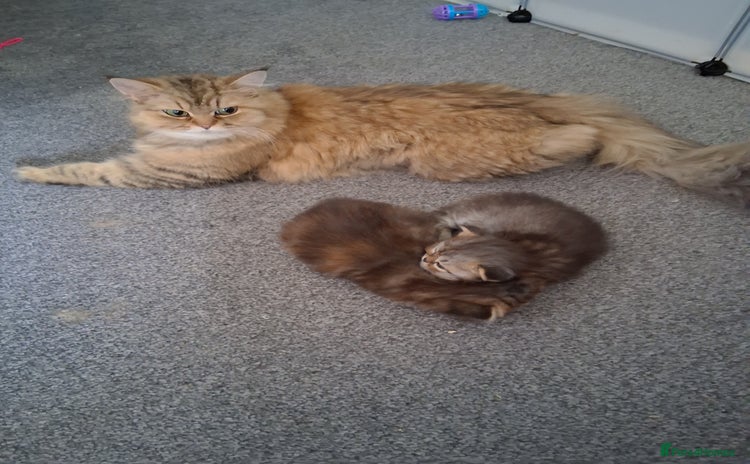 Persian cats - Advert 1
