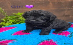 Russian Black Terrier dogs for sale: Russian Black Terrier  - Image 29