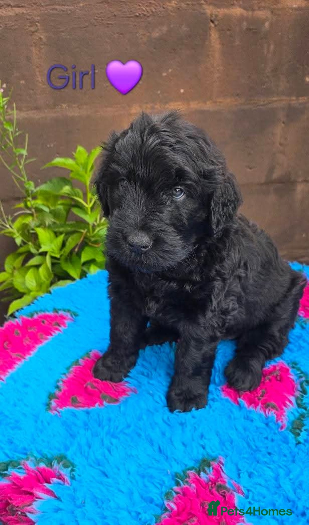 Russian Black Terrier dogs for sale: Russian Black Terrier  - Image 29