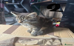 British Longhair cats for sale: 3 kittens ready for forever homes  - Image 11