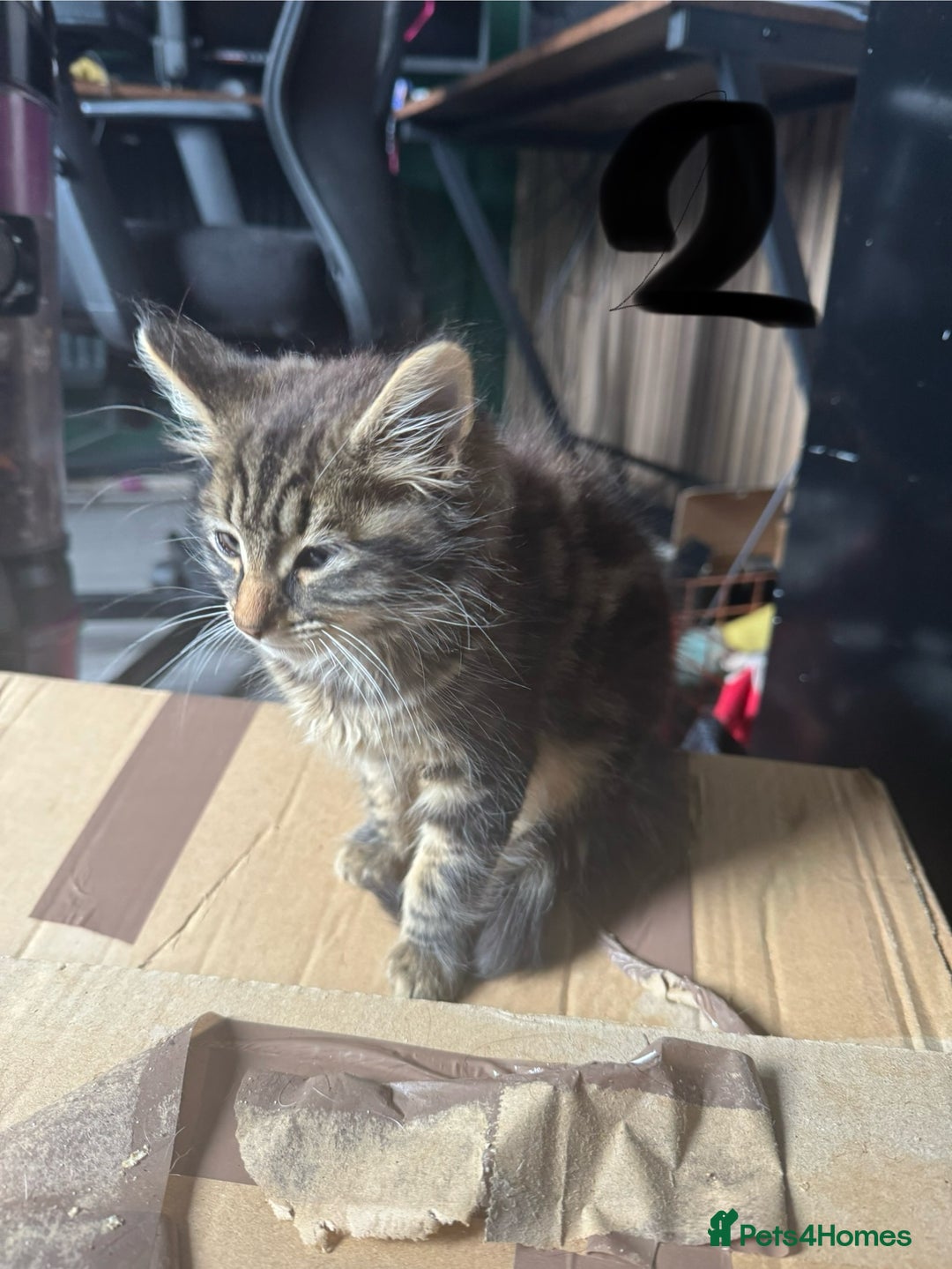 British Longhair cats for sale: 3 kittens ready for forever homes  - Image 11