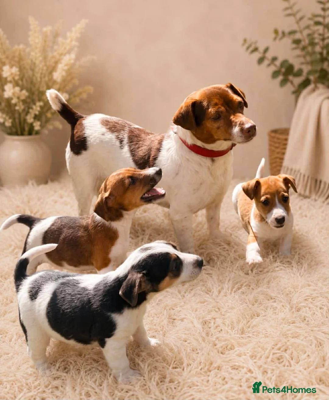 Jack Russell dogs for sale: Jack russel puppies in Crook - Advert 1