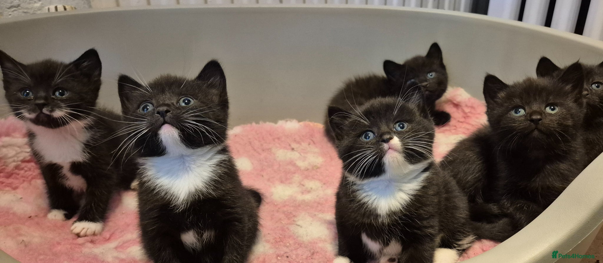 Mixed Breed cats for sale: British short hair cross kittens  - Advert 1