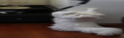 Persian cats for sale: persians all white 1 boy 2 girls - Advert 4