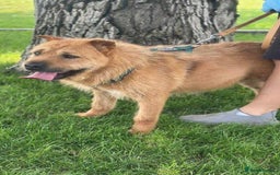 Mixed Breed dogs for adoption: 🐾 Izzy – the snuggle bear with a golden heart 🐾 - Image 4