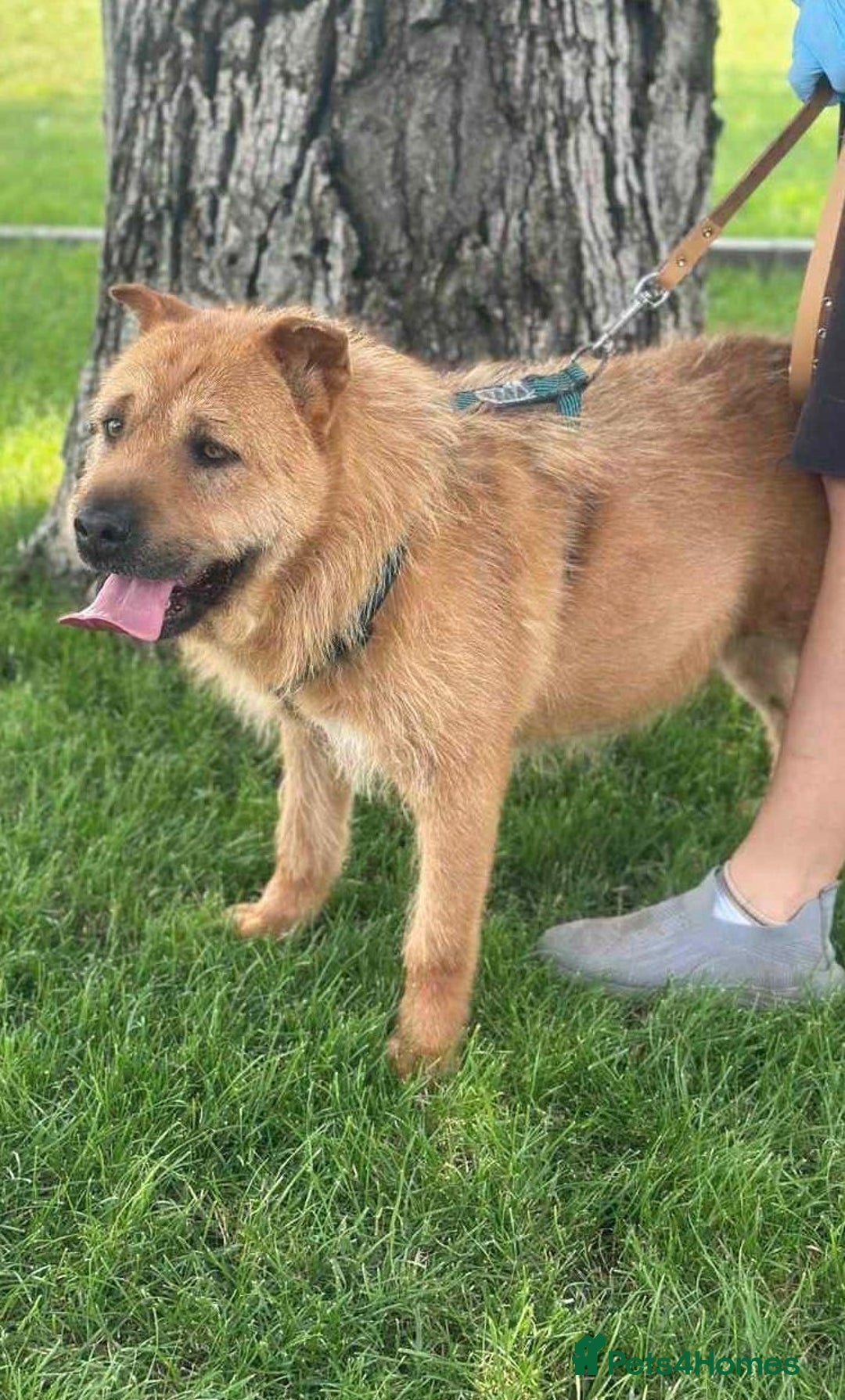 Mixed Breed dogs for adoption: 🐾 Izzy – the snuggle bear with a golden heart 🐾 - Image 4
