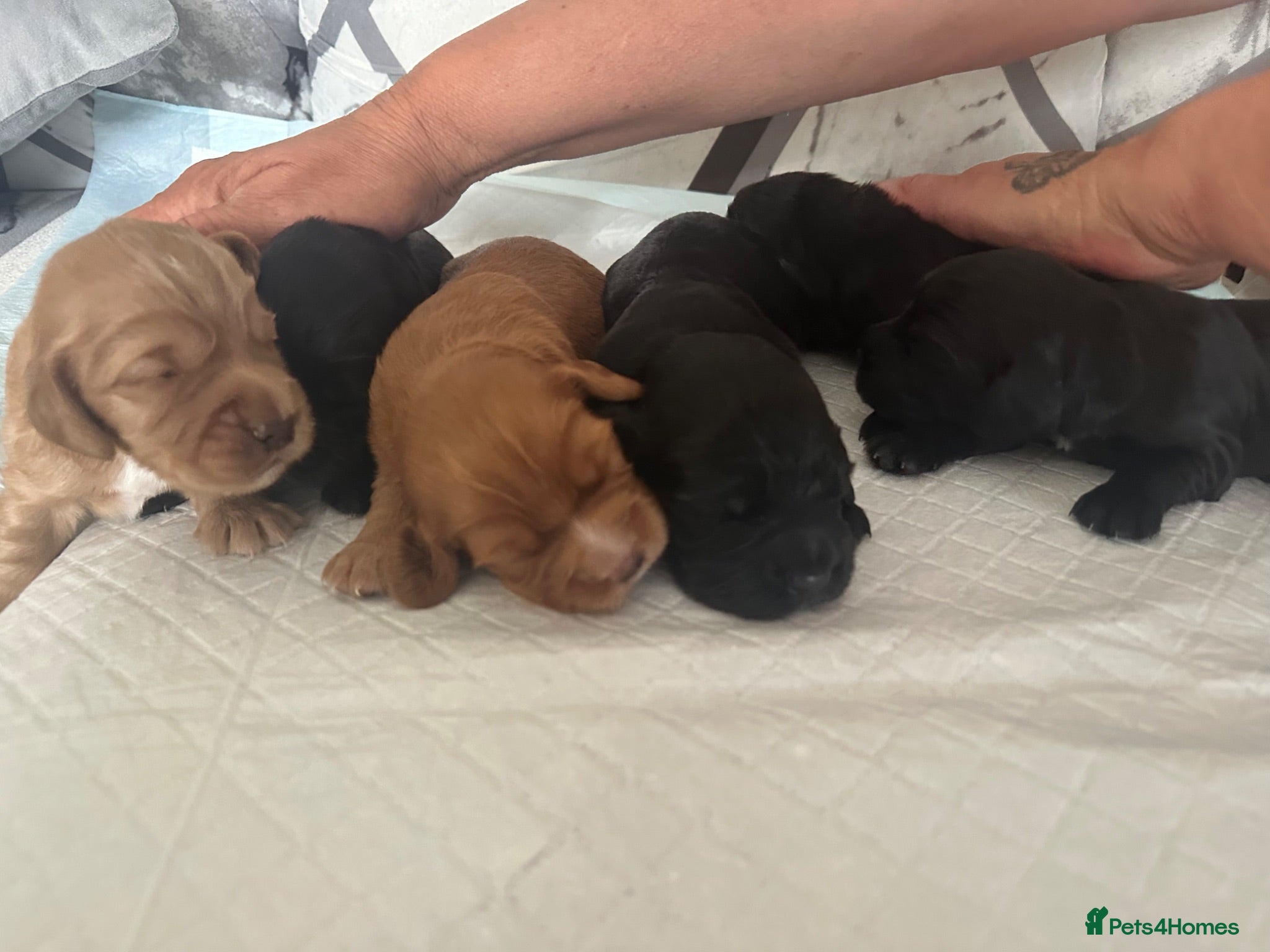 Cocker Spaniel dogs KC Registered working cocker spaniel puppies  - Advert 17