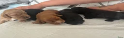 Cocker Spaniel dogs for sale: KC Registered working cocker spaniel puppies  - Advert 2