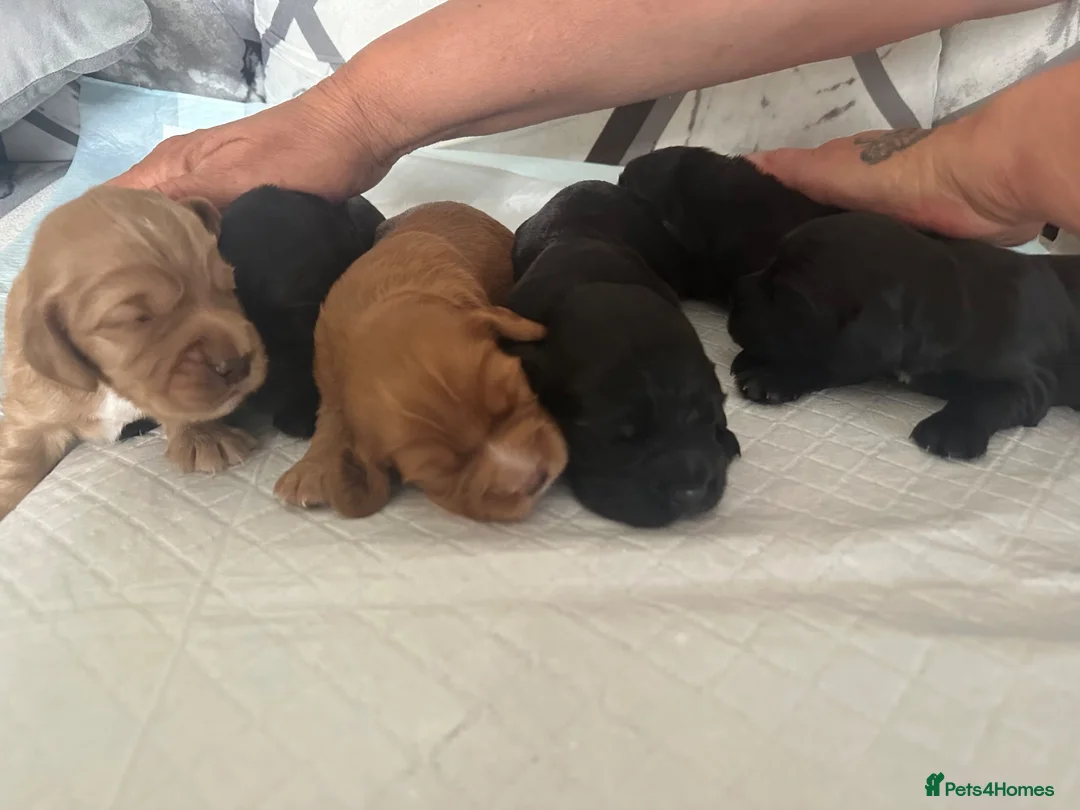Cocker Spaniel dogs for sale: KC Registered working cocker spaniel puppies  - Advert 2
