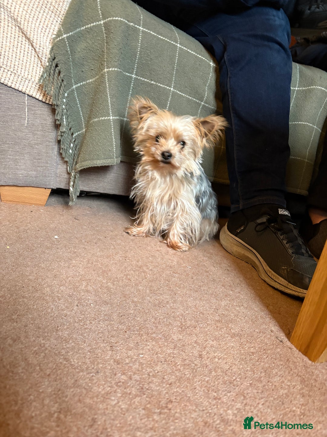 Yorkshire Terrier dogs for sale: Miniature Yorkshire terrier puppies for sale - Advert 11