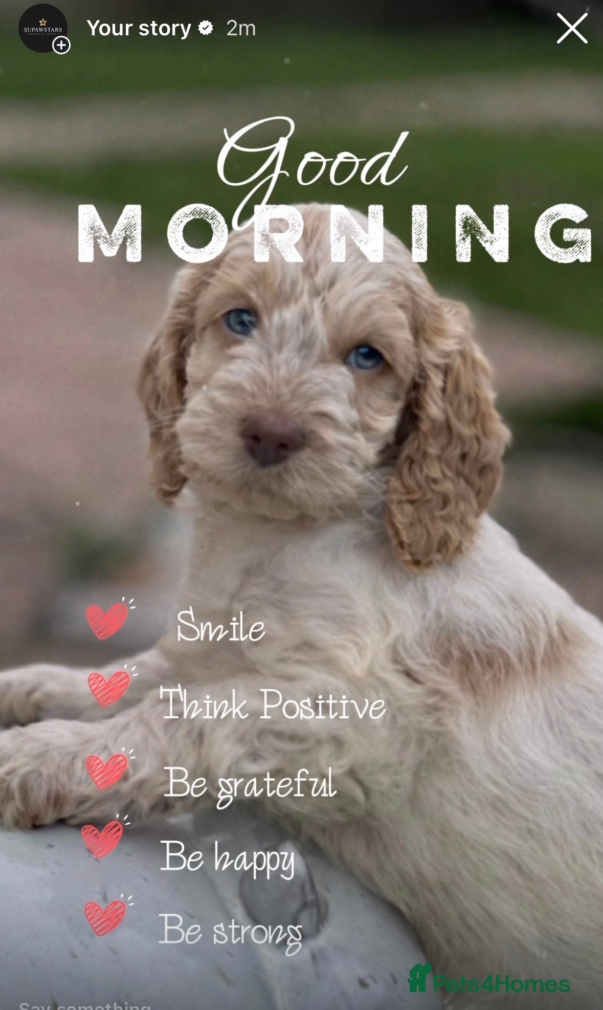 Cockapoo dogs Fabulous F1 cockapoos - Advert 1