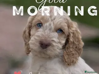 Cockapoo dogs Fabulous F1 cockapoos - Advert 1