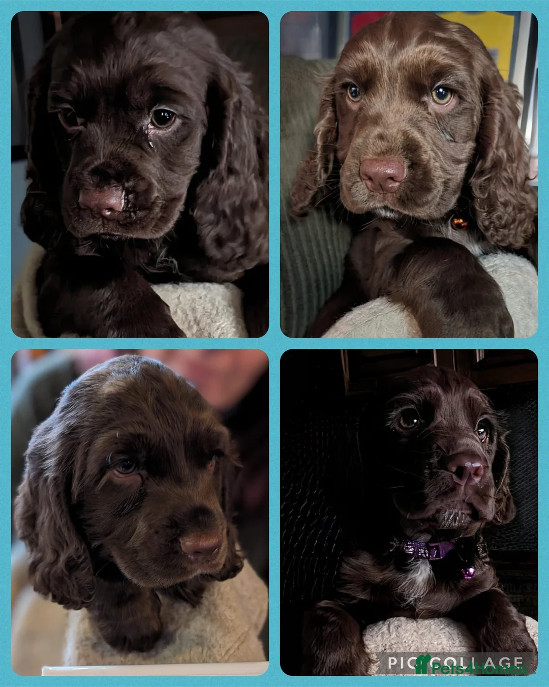 Cocker Spaniel dogs for stud: George - Professional Stud Service  in Eastleigh - Advert 17