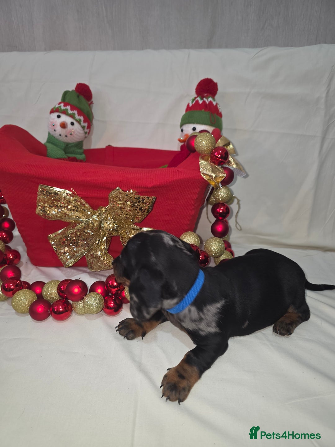 Miniature Dachshund dogs for sale: Miniature dachshund  - Advert 11