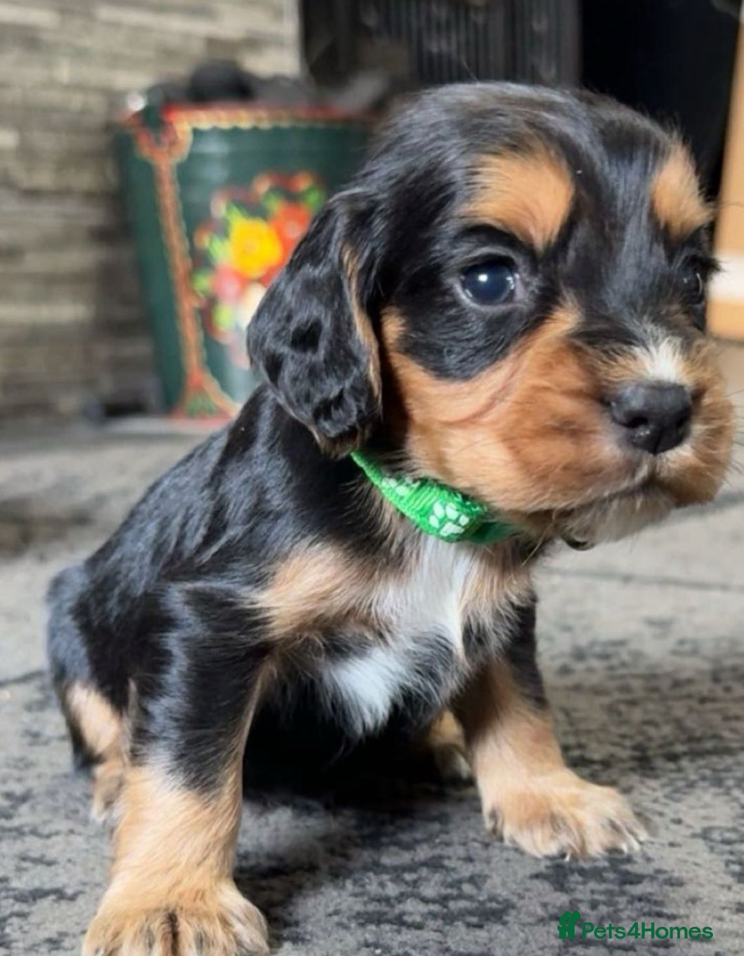 Cocker Spaniel dogs for sale: Cocker spaniel puppies - Advert 5