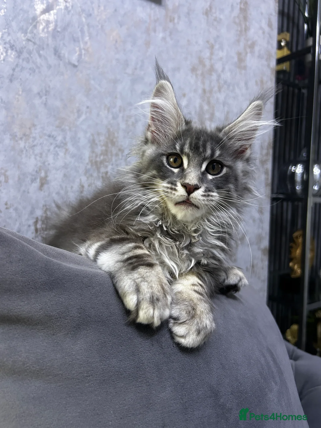 Maine Coon cats for sale: Maine Coon girl ready to go now. - Advert 1