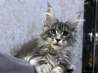 Maine Coon cats Maine Coon girl ready to go now. - Advert 1