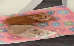 British Shorthair cats for sale: READY TO GO - Pedigree British Shorthair Kittens! - Image 3