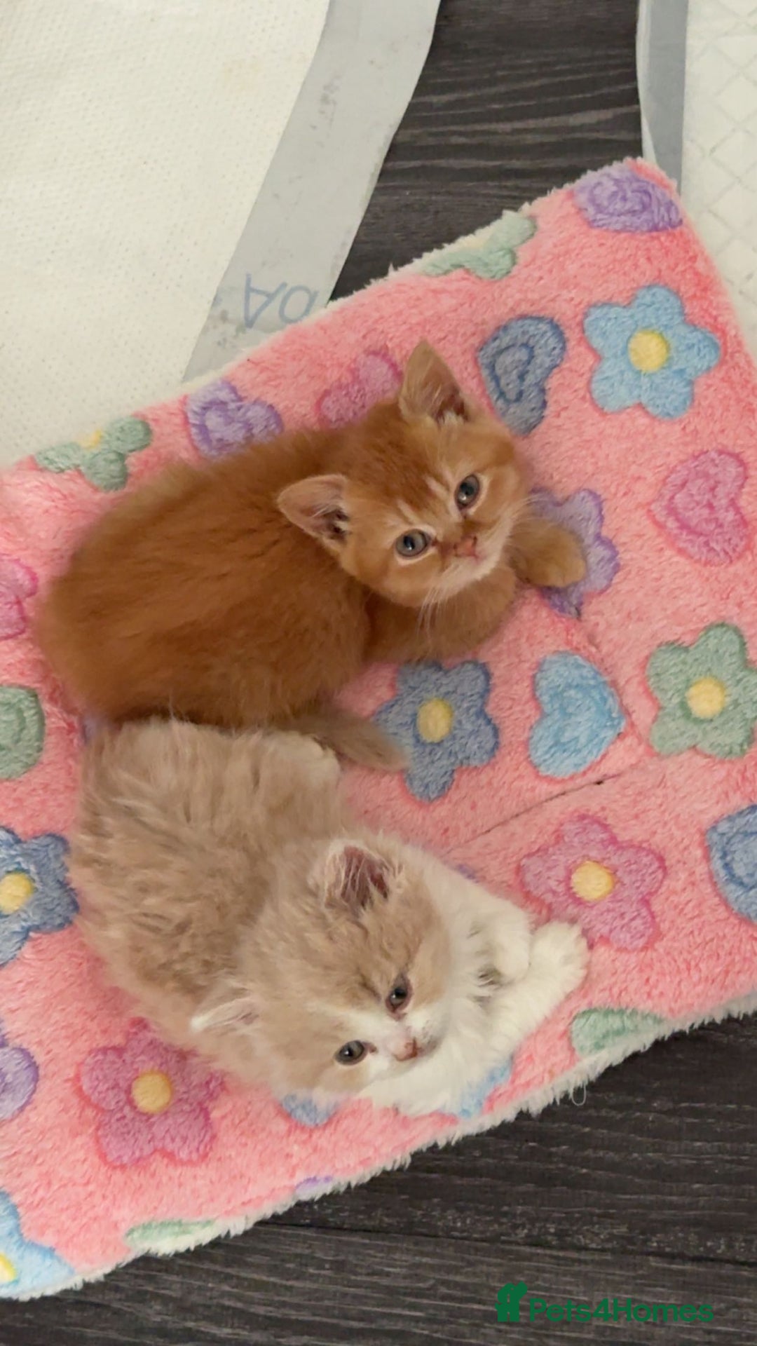 British Shorthair cats for sale: READY TO GO - Pedigree British Shorthair Kittens! - Image 3