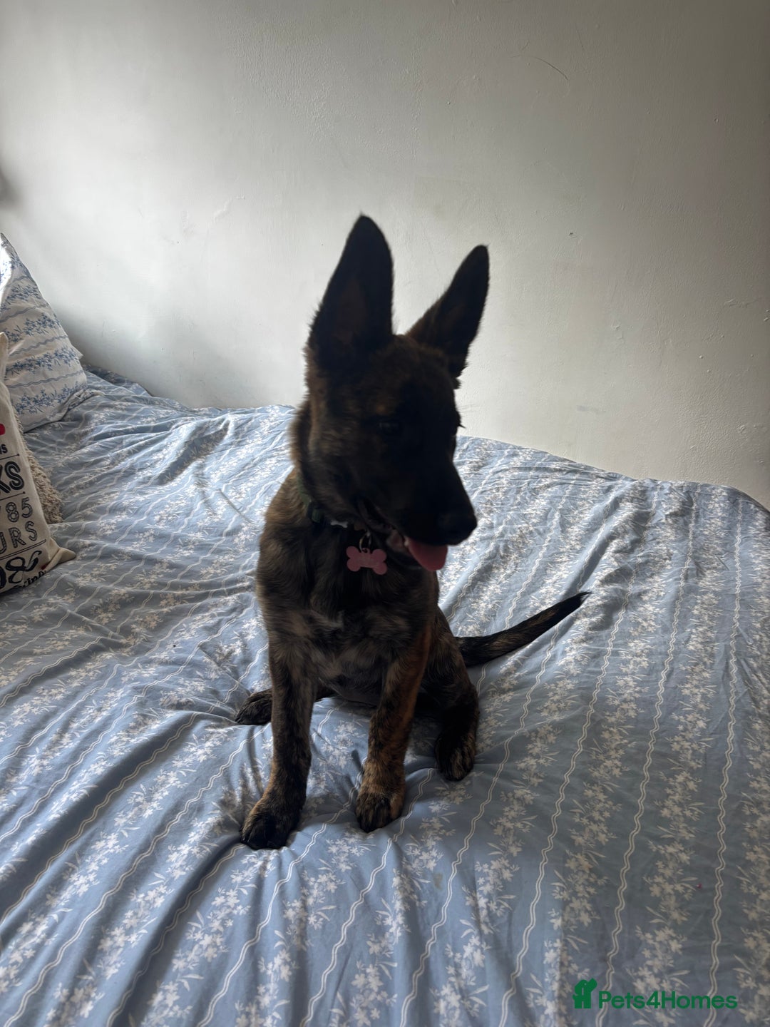Mixed Breed dogs for sale: Shepherd Mix gorgeous girl for rehoming  - Image 14