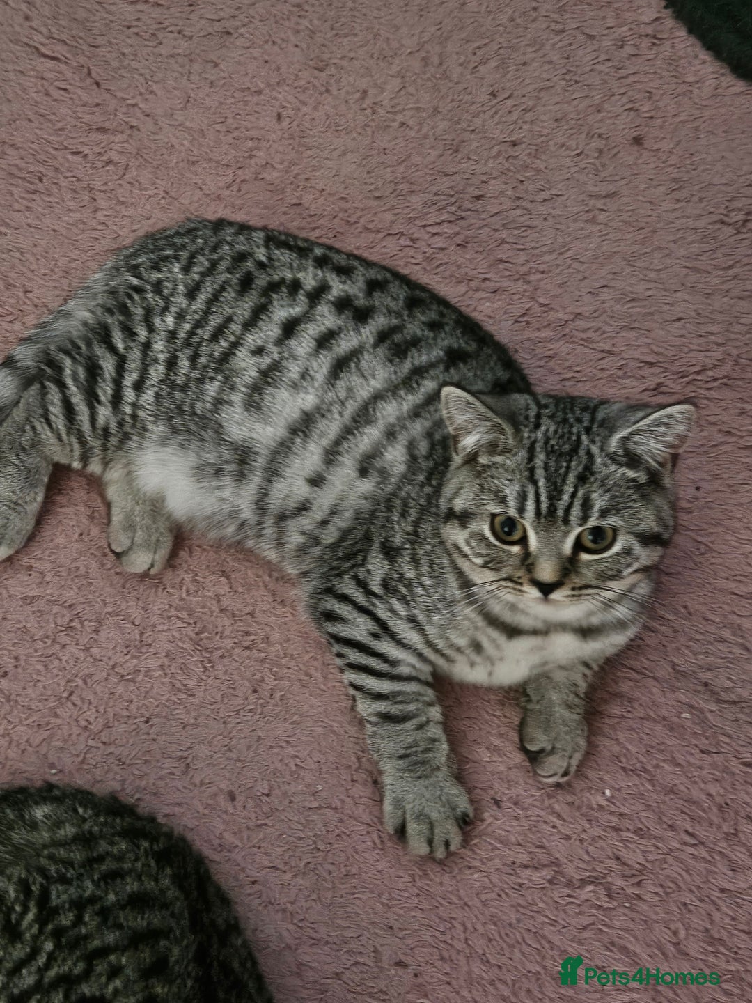 British Shorthair cats for sale: GCCF Silver Spotted Tabby British Shorthair Kitten - Advert 5