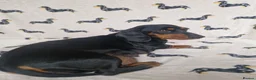 Miniature Dachshund dogs for sale: Beautiful home-reared Miniature Dachshund Puppies - Advert 19