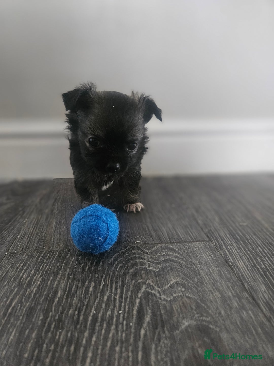 Chihuahua dogs for sale: Beautiful Chihuahua pups - Image 7