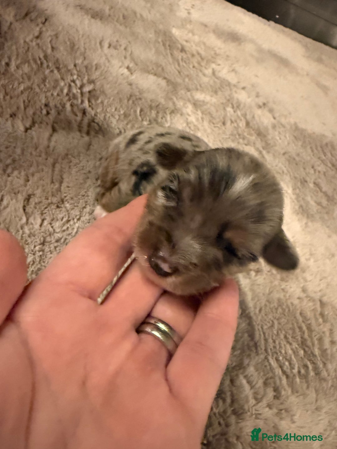 Mixed Breed dogs for sale: Stunning Merle chihuahua 2 girls ready 22nd dec - Advert 33