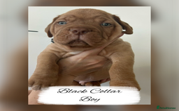 Dogue De Bordeaux dogs for sale: Dogue De Bordeaux Puppies - Image 5