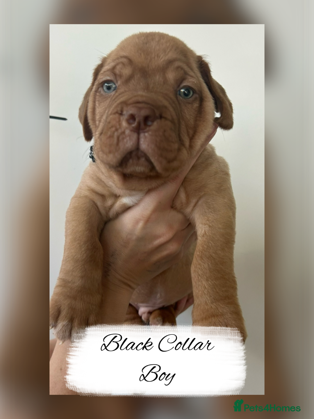 Dogue De Bordeaux dogs for sale: Dogue De Bordeaux Puppies - Image 5