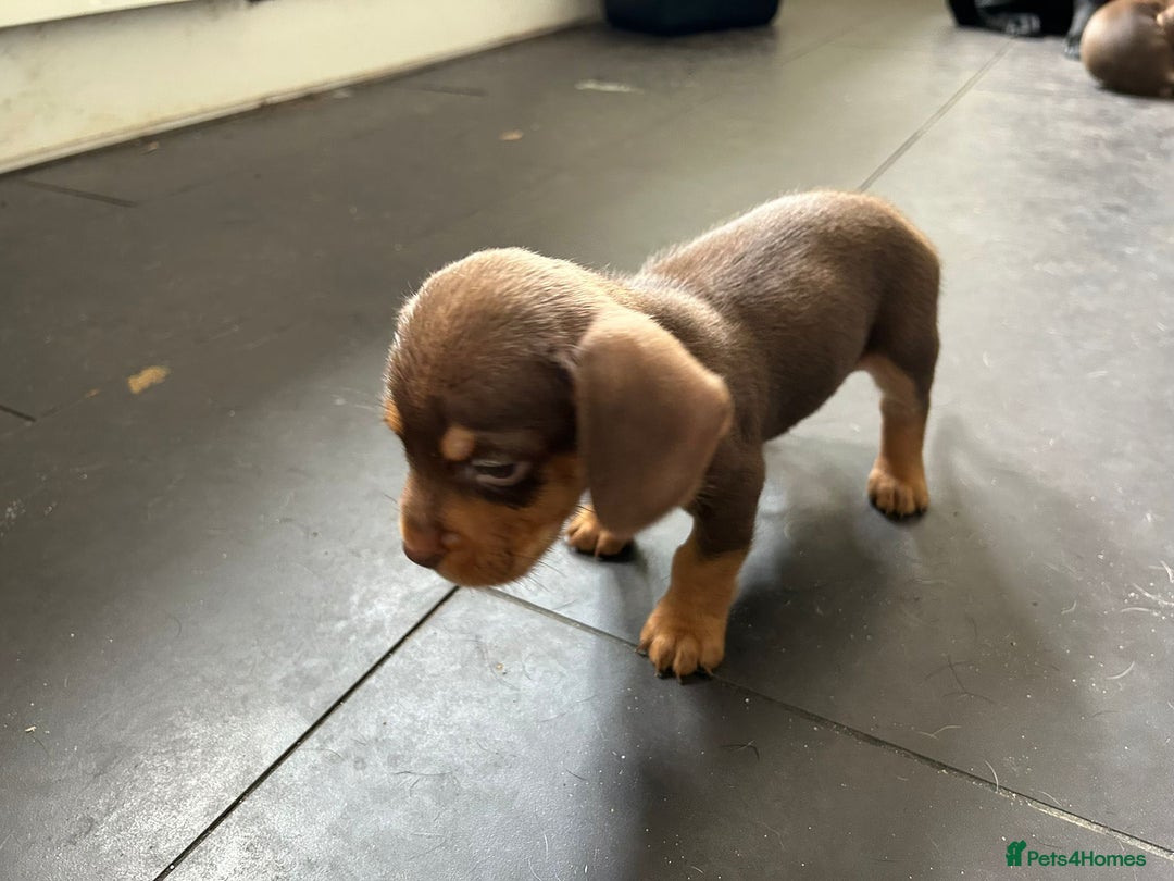 Mixed Breed dogs for sale: One lovely French Bulldog x Dachshund boy  Puppies - Image 9