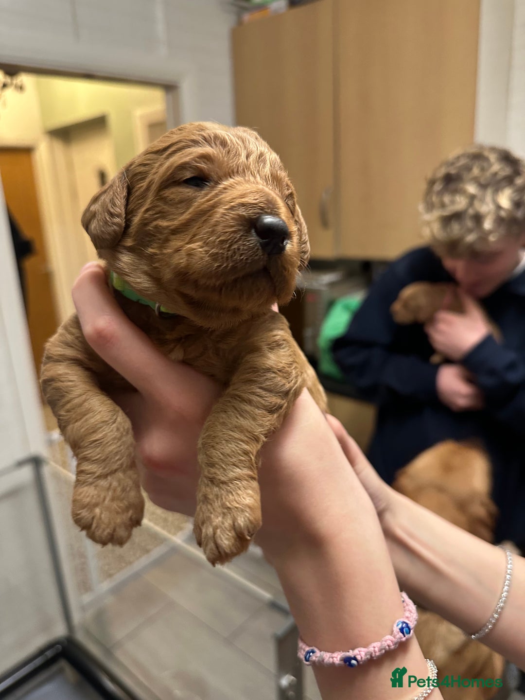 Labradoodle dogs for sale: Miniature F1 Labradoodles  - Advert 25