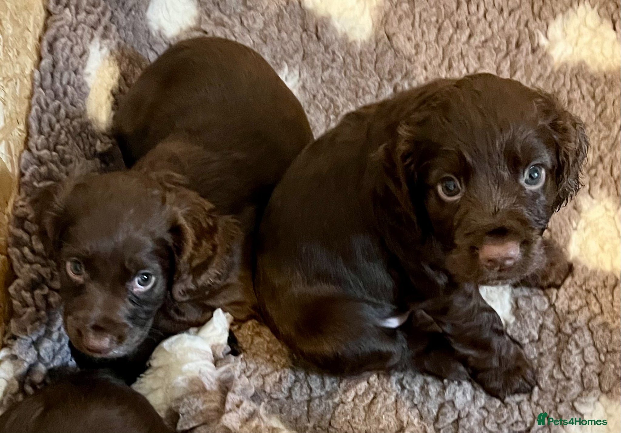 Cocker Spaniel dogs KC REGISTERED WORKING COCKER SPANIEL PUPPIES - Advert 1