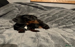 Miniature Dachshund dogs for sale: Miniature Dachshund KC reg Black and Tan male  - Image 3