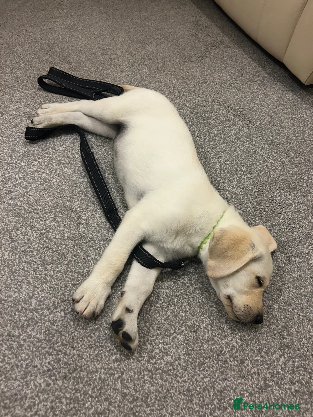 Labrador Retriever dogs for sale: Welcome Anjola, 9-month old Labrador, to your home - Advert 5