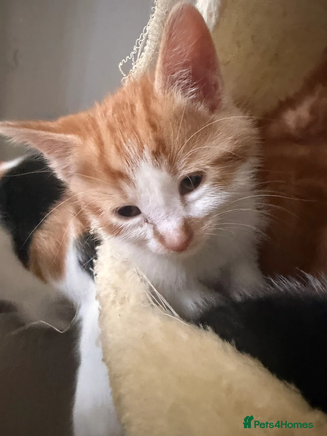 Mixed Breed cats for sale: 4 kittens for sale  - Advert 2