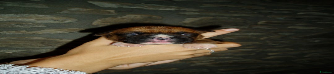 Boxer Puppy 5