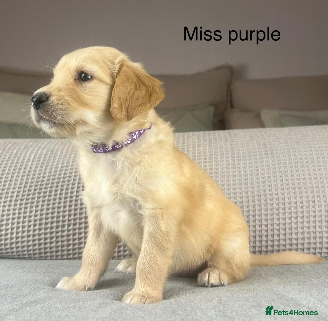 Golden Retriever dogs for sale: KC GOLDENS FROM HIP ELBOW DNA GOOD LINEAGE - Advert 14