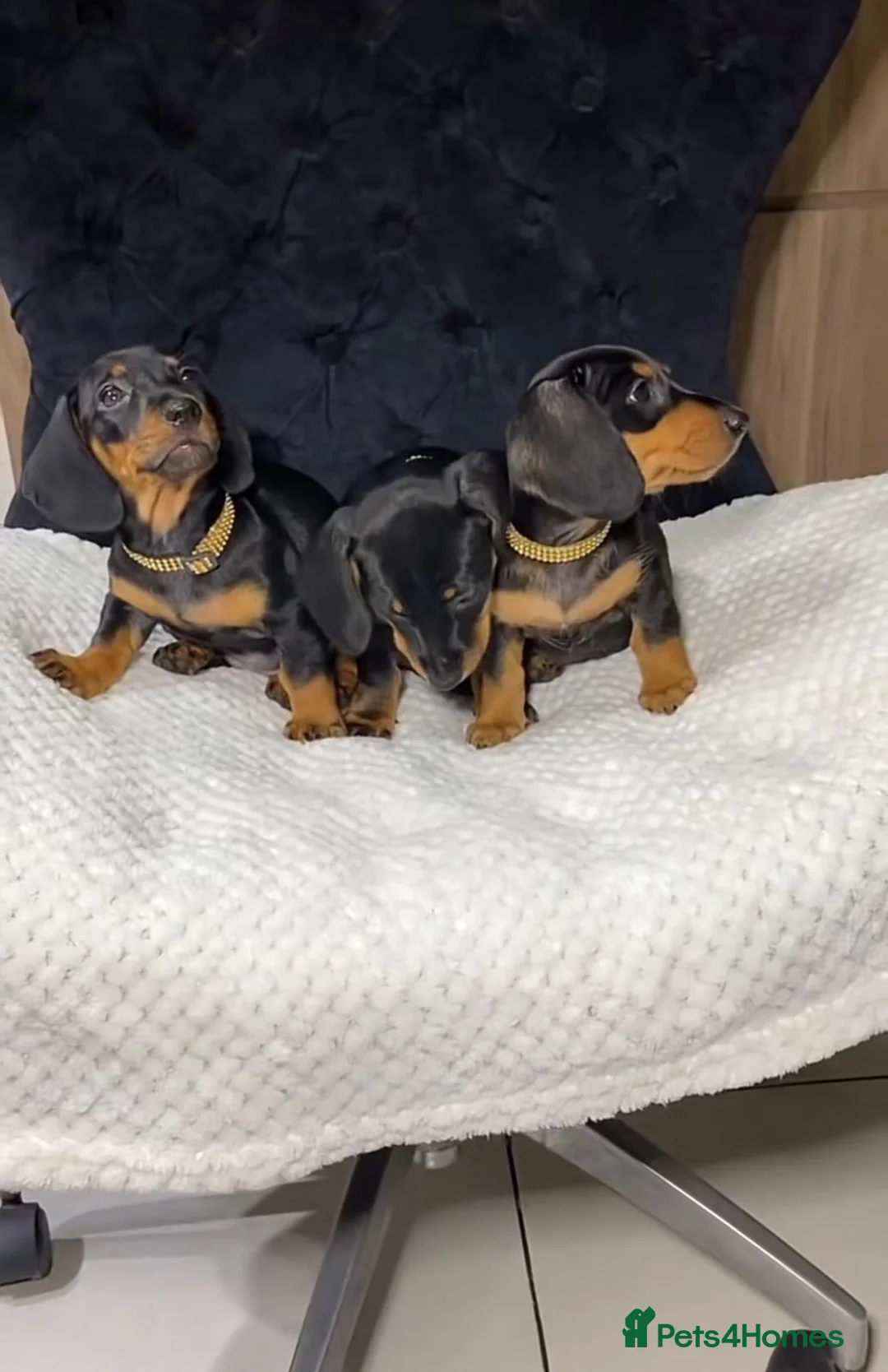 Miniature Dachshund dogs for sale: Miniature dachshund puppy's  in Glasgow - Advert 2