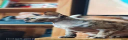 Devon Rex cats for sale: Beautiful Devon Rex  - Advert 2