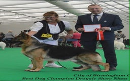 German Shepherd dogs for sale: 2 Beautiful Female German Shepherd Puppies - Image 9