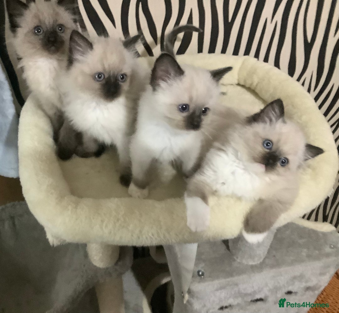 Ragdoll cats for sale: 3 ragdoll girls ready now - Image 1