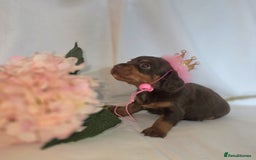 Mixed Breed dogs for sale:  miniature dachshund cross toy poodle doxiepoo   - Image 29