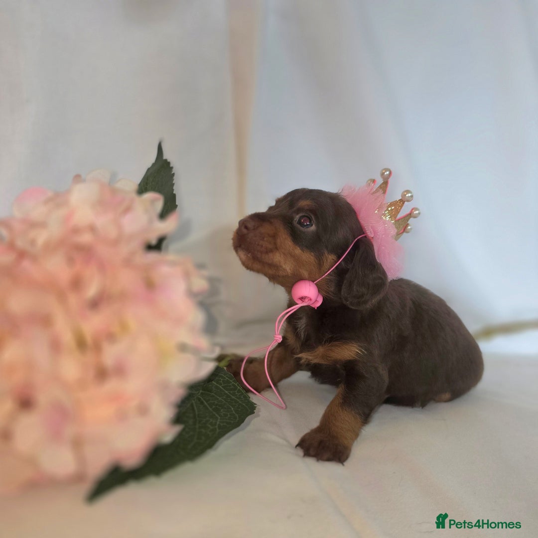 Mixed Breed dogs for sale:  miniature dachshund cross toy poodle doxiepoo   - Image 29