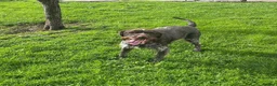 German Wirehaired Pointer dogs for adoption: German Wirehaired Pointer in York - Advert 5